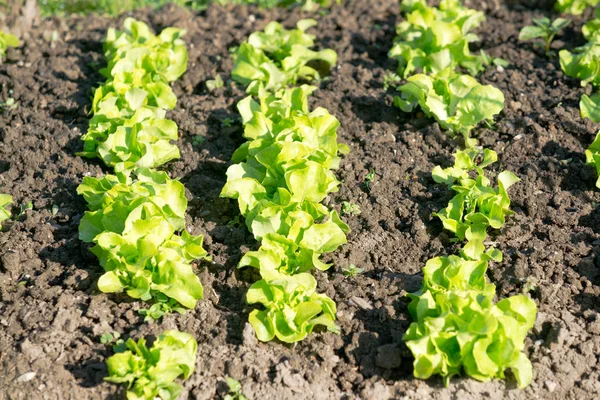 Fresh young green lettuce plants — Stock Photo, Image