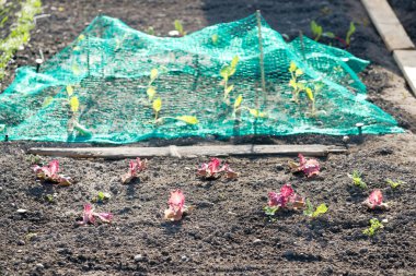 Taze yeşil ve kırmızı marul bitkileri.