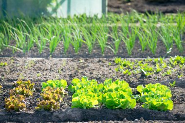 Taze yeşil ve kırmızı marul bitkileri.