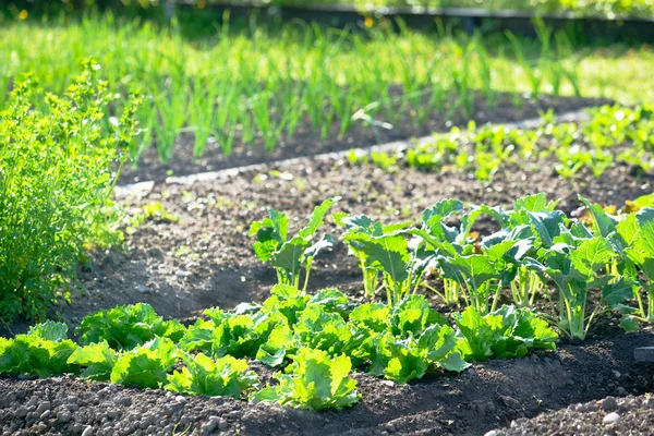 Молодий салат і рослини кольрабі на ділянці — стокове фото