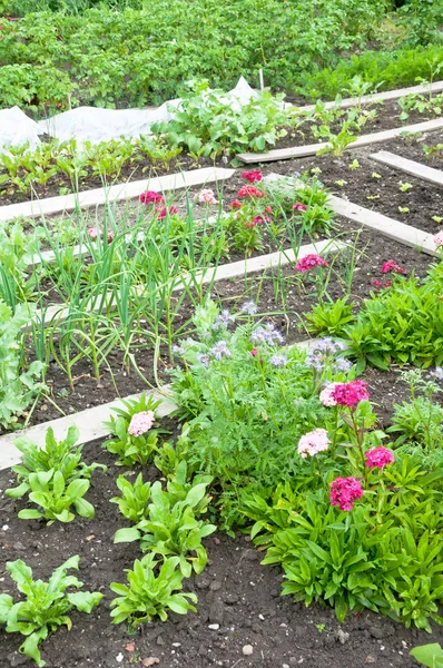 Différentes fleurs sur un patch de jardin printanier — Photo