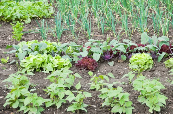 Judías frescas, lechugas y plantas de colinabo — Foto de Stock