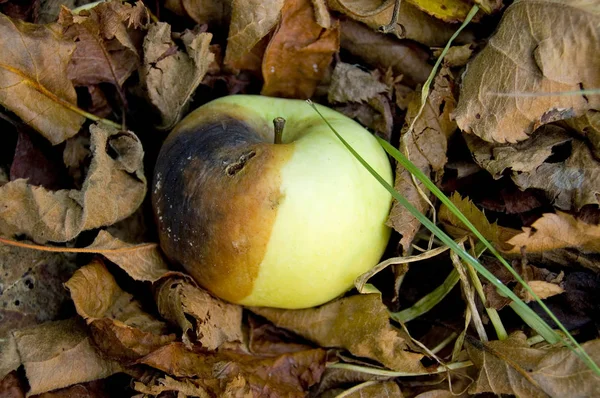 Zgniłe jabłko — Zdjęcie stockowe