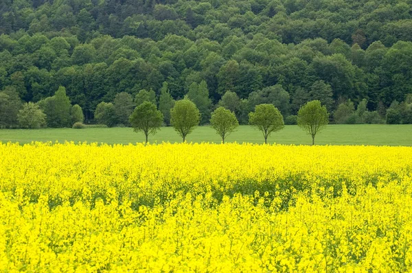 Campo de Canola — Fotografia de Stock