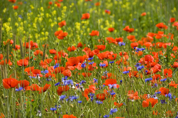 Poppies 