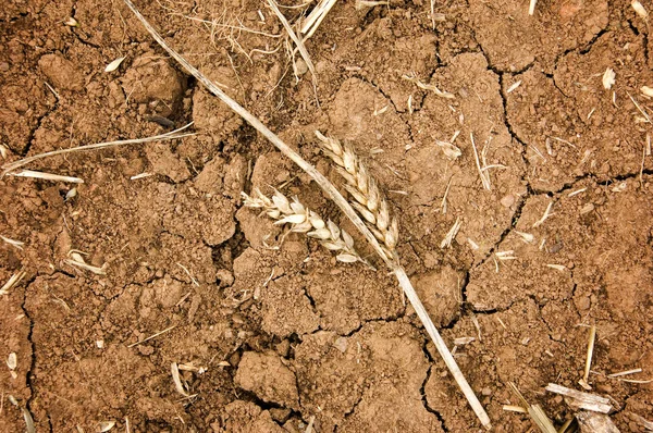 Drought — Stock Photo, Image