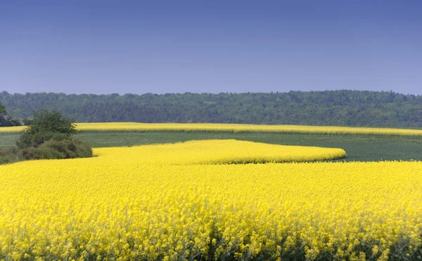 Campo de Canola — Fotografia de Stock