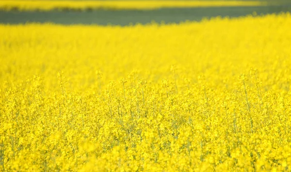 Πεδίο canola — Φωτογραφία Αρχείου