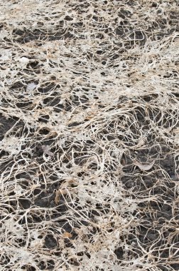 Çürüyen bitki bileşenleri