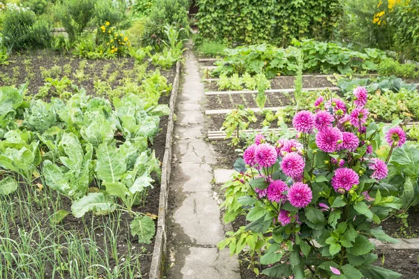 Dahlias vermelhas em um vegetal — Fotografia de Stock