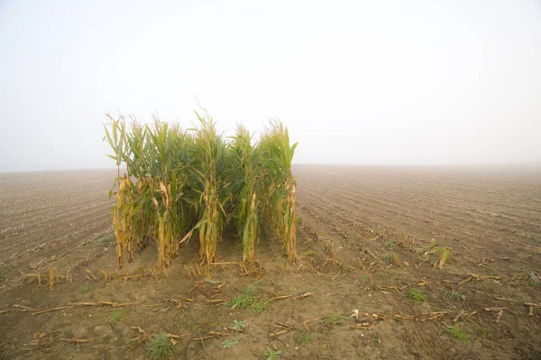 Кукурузная щетина поле с несколькими оставшимися рядами — стоковое фото