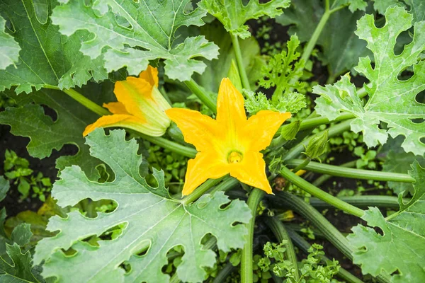 Calabacín floreciente — Foto de Stock