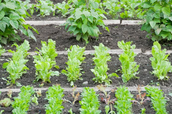 Fresh spinach and string bean plants — Stock Photo, Image