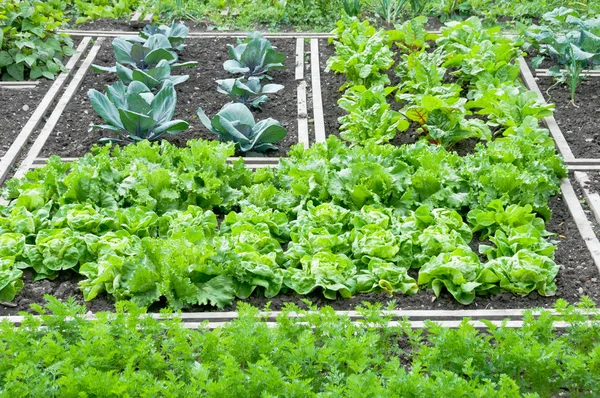 Lechuga y plantas de col roja — Foto de Stock