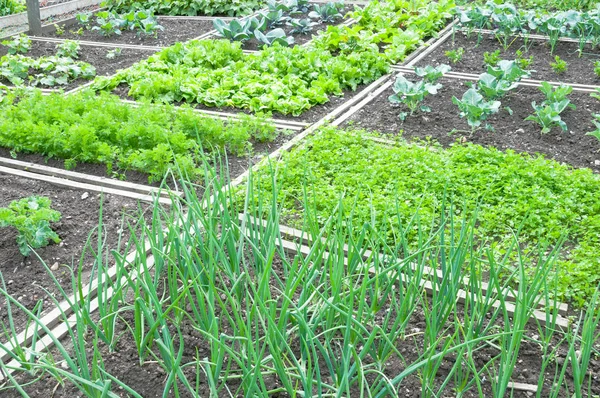 Onion plants — Stock Photo, Image