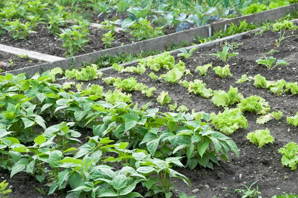 Bush beans on a vegetable garden ground — Stock Photo, Image