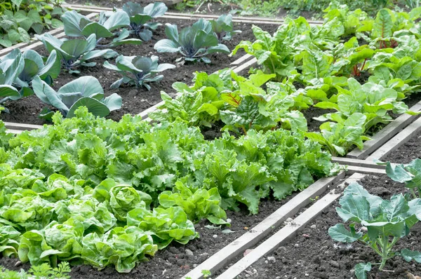 Lechuga y plantas de col roja — Foto de Stock