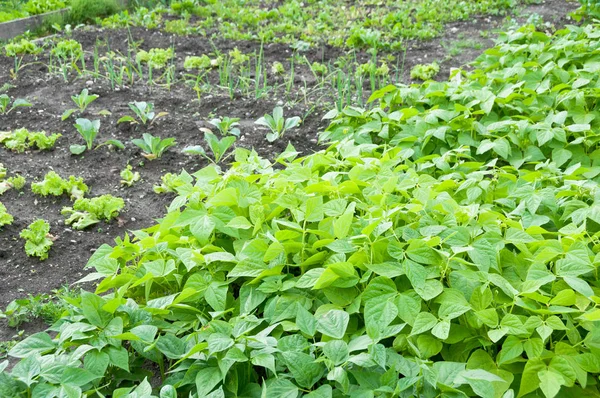 Bush beans on a vegetable garden ground — Stock Photo, Image