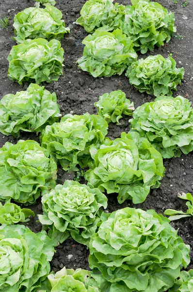 Plantas frescas de lechuga — Foto de Stock