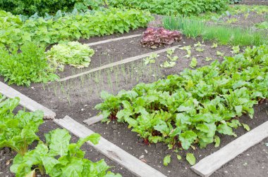 Fresh beetroot spinach plants and other vegetables