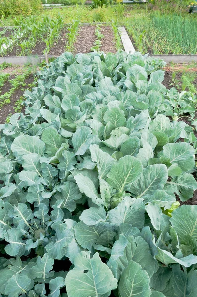 Piante di broccoli — Foto Stock