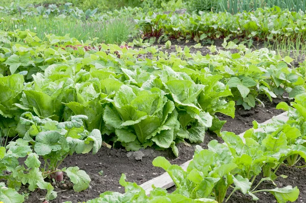 Laitue Romaine Sur Potager Avec Autres Légumes Arrière Plan — Photo