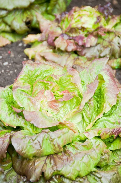 Plantas frescas de lechuga — Foto de Stock