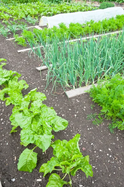 Spinach and onion plants — Stock Photo, Image