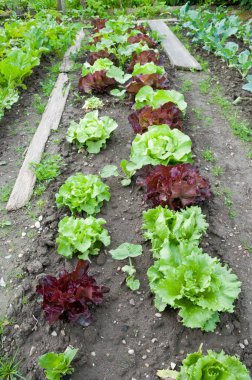 Yeşil ve kırmızı marul bitkileri