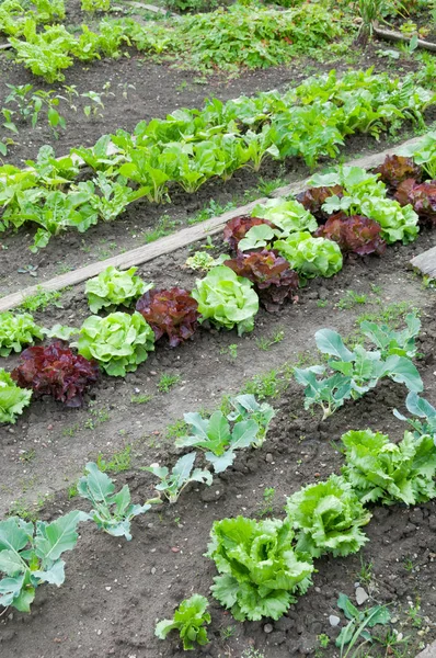 Gröna och röda salladsväxter — Stockfoto