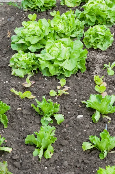 Frische Salatpflanzen — Stockfoto