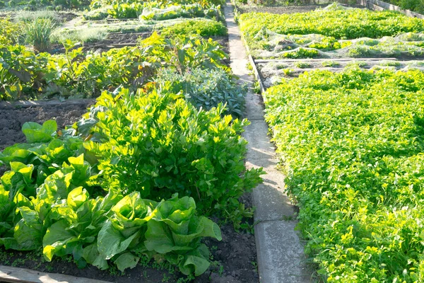 Laitue Batavia verte fraîche et plantes d'amours — Photo