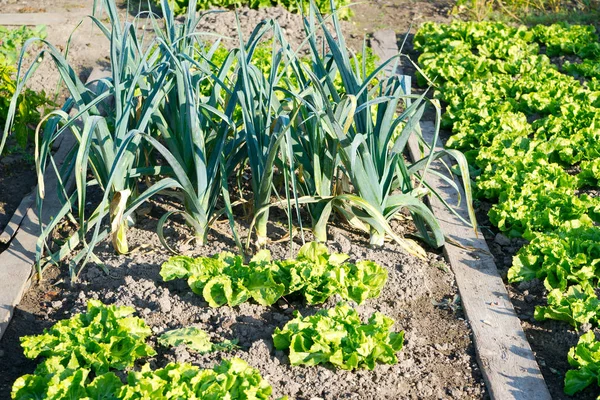 Батавийский салат и лук-порей — стоковое фото
