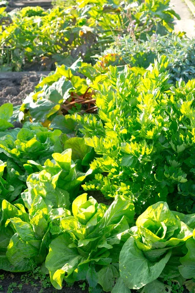 Tuoreet vihreät Batavia-salaatit ja rakkauskasvit — kuvapankkivalokuva
