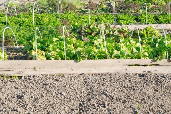 Laitue verte fraîche sous un filet de protection — Photo