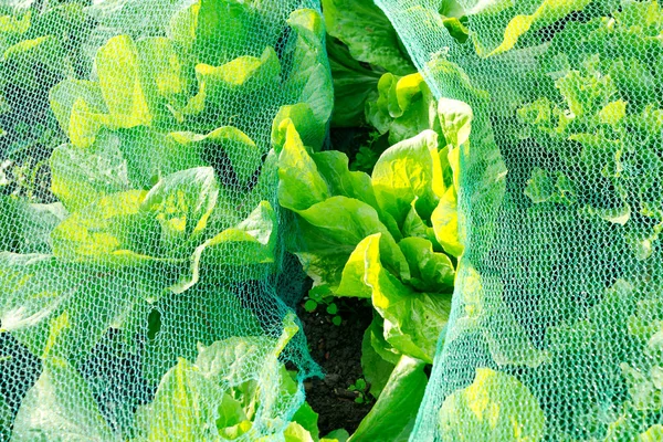 Lechuga verde fresca bajo una red de protección — Foto de Stock
