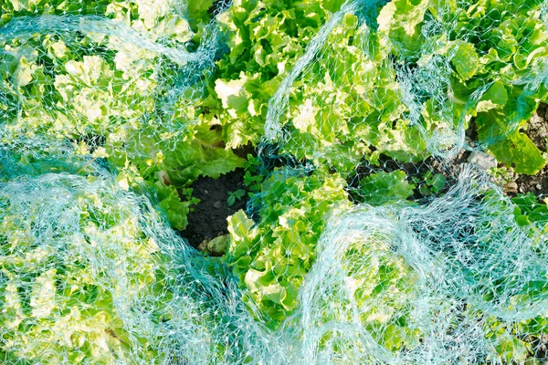 保護網の下で新鮮な緑のレタス — ストック写真