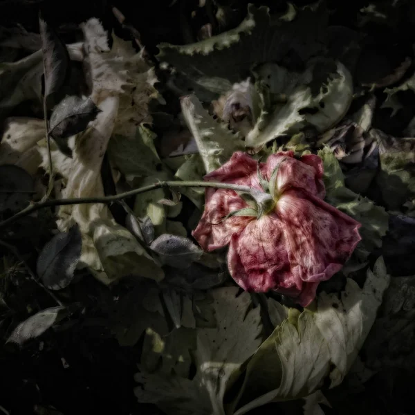 Wilting Rose Compost Heap Artistically Alienated Create Grungy Somber Atmosphere — Stock Photo, Image