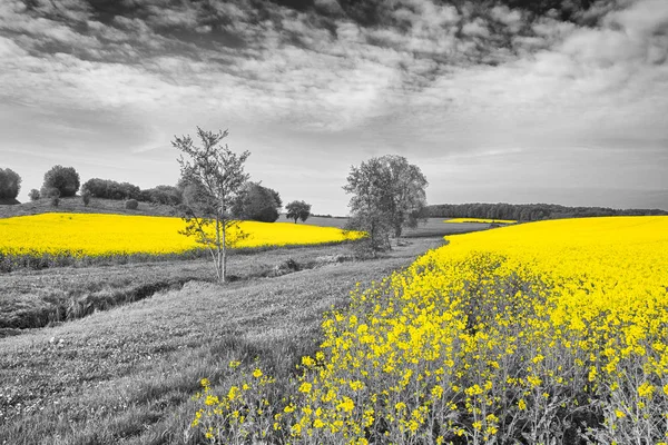 Campos de canola amarelo brilhante — Fotografia de Stock