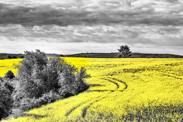 Campos de canola amarelo brilhante — Fotografia de Stock