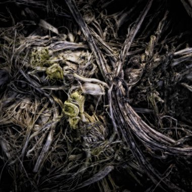 Gübre yığınında çürüyen bahçe atıklarını kapatın. Sanatsal olarak yabancılaşmış. Wabi-Sabi hissiyle kasvetli bir atmosfer yaratmak için..