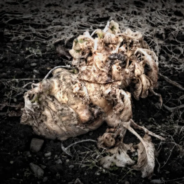 Kohlrabi podrido en el suelo del jardín — Foto de Stock