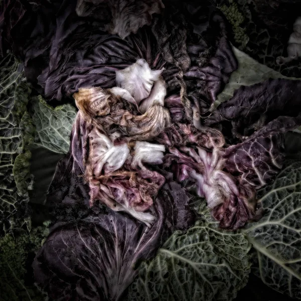 Primer Plano Radicchio Podrido Montón Compost Alienado Artísticamente Para Crear — Foto de Stock