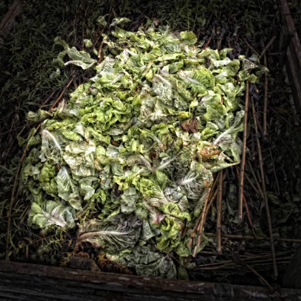 Hojas de lechuga en un montón de compost . — Foto de Stock