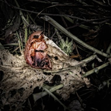 Gübre yığınında soğan derisi. Bozulmanın güzelliğini göstermek için Wabi-Sabi hissiyle tatsız kasvetli bir atmosfer yaratmak için sanatsal olarak yabancılaştırılmış..