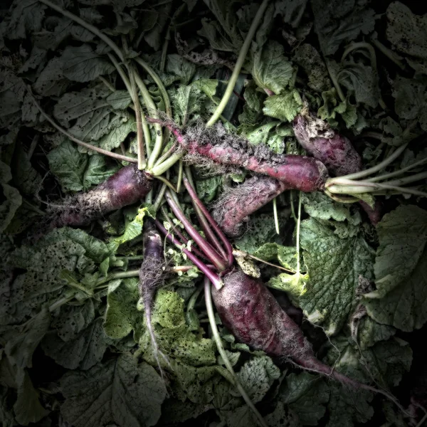 Close up of rotting red radishes on a compost heap. Artistically alienated to create a grungy somber atmosphere with a Wabi-Sabi feeling.