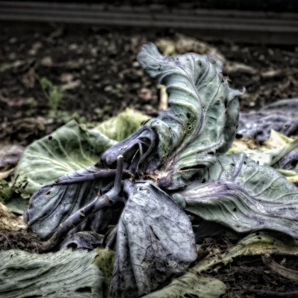 Gübre yığınında lahana yaprakları — Stok fotoğraf