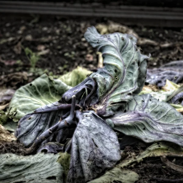 Hojas de col en un montón de compost — Foto de Stock