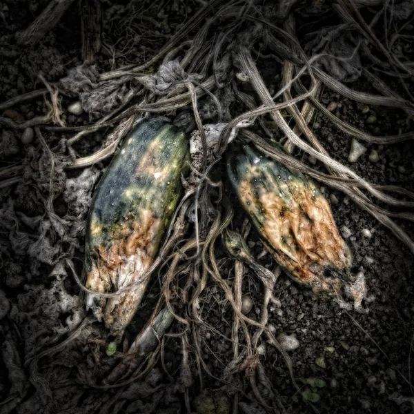 Dos zucchinis podridos en un huerto — Foto de Stock