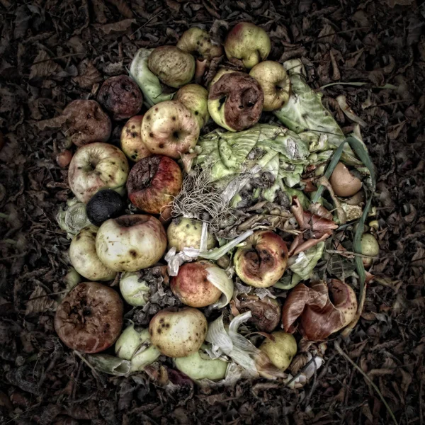 Manzanas podridas en un montón de compost — Foto de Stock